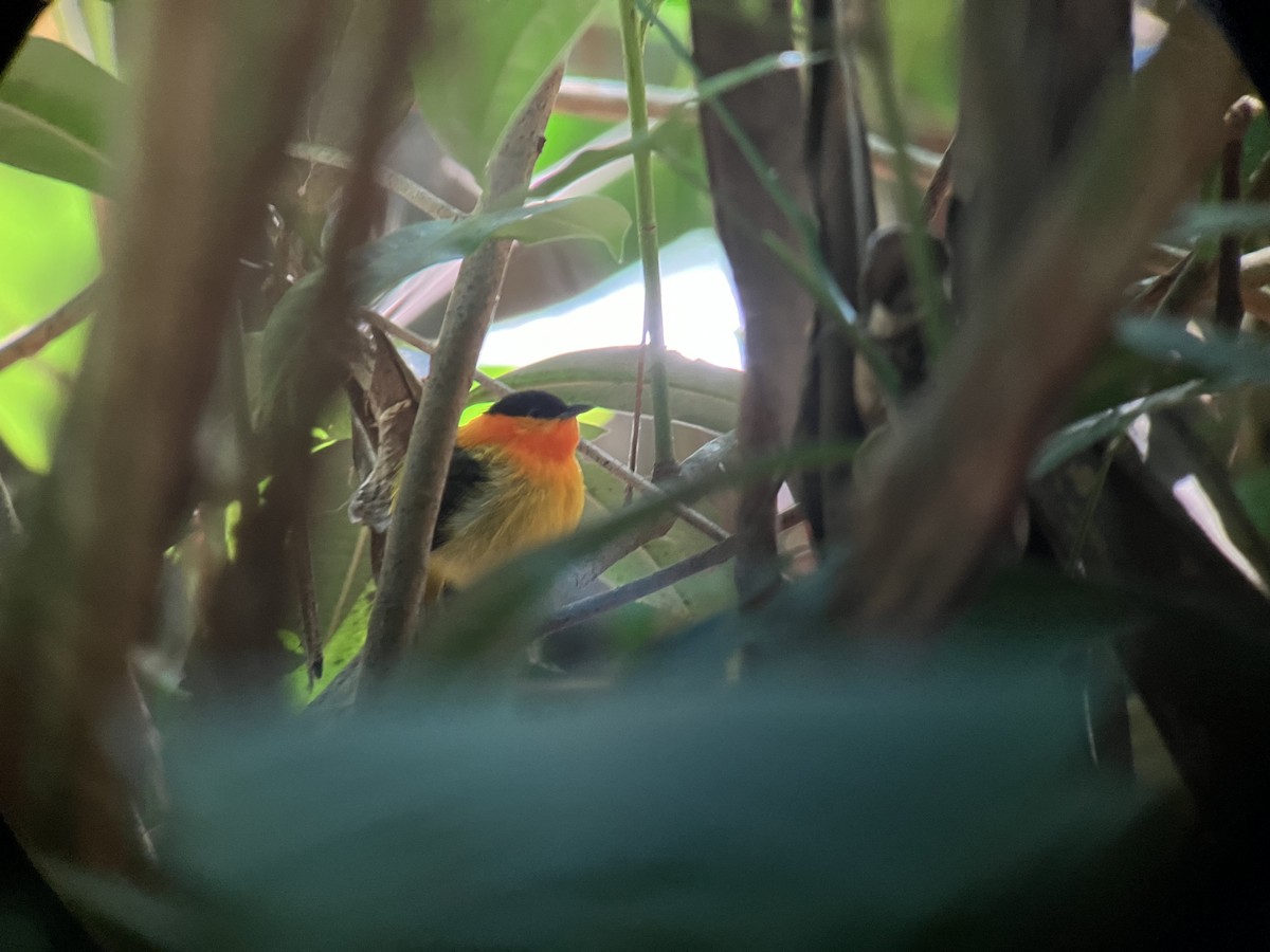 Orange-collared Manakin - ML622915416