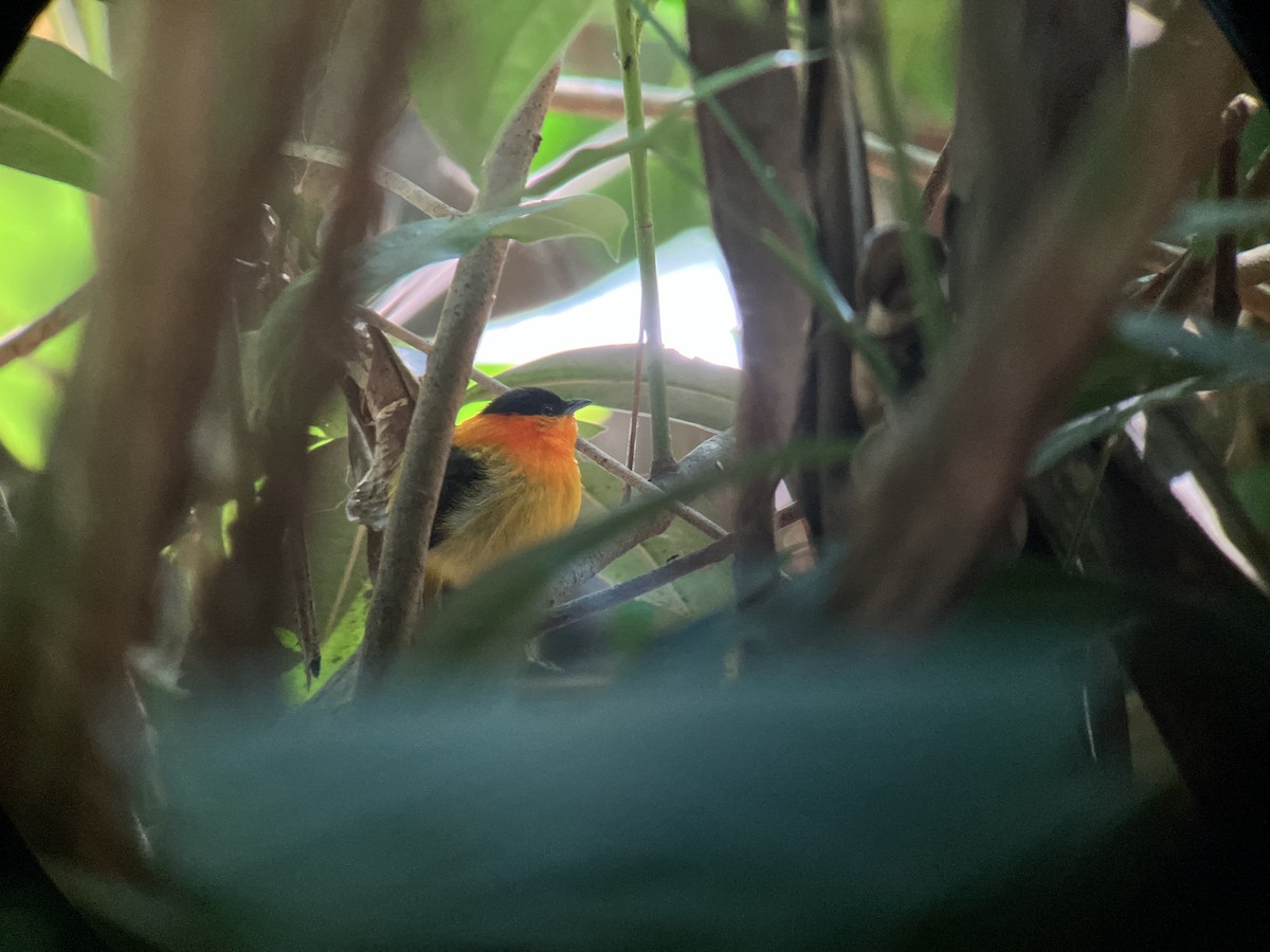 Orange-collared Manakin - ML622915417