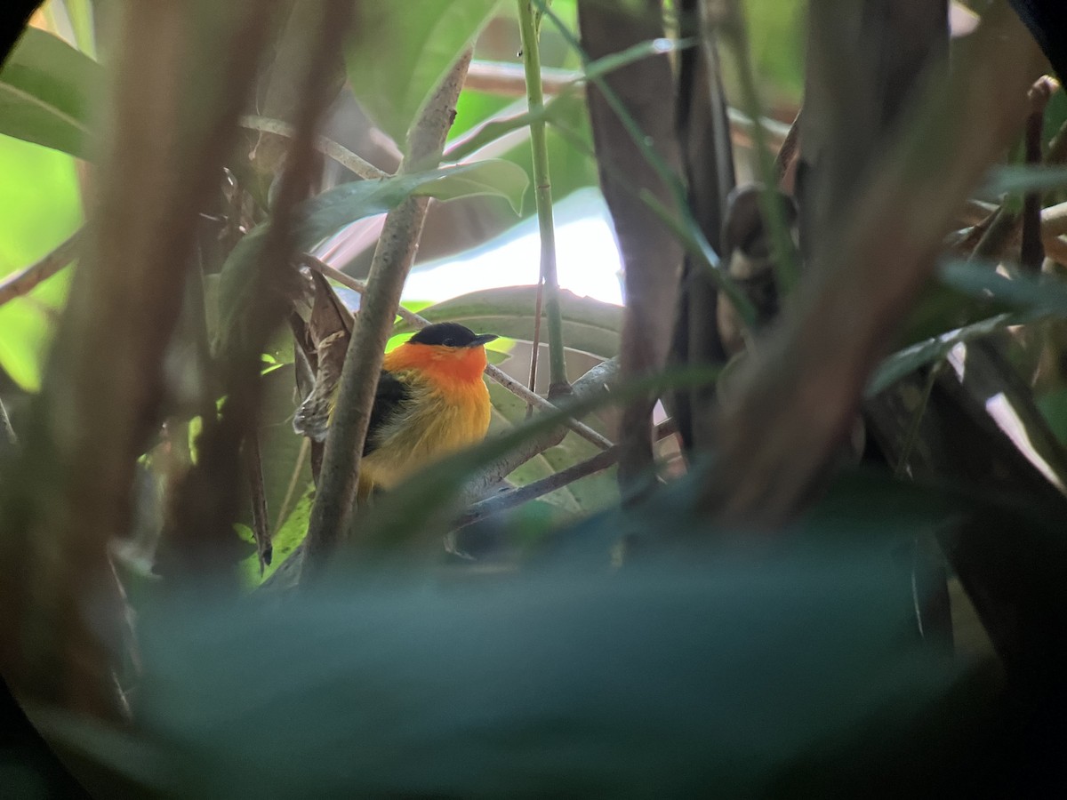 Orange-collared Manakin - ML622915419