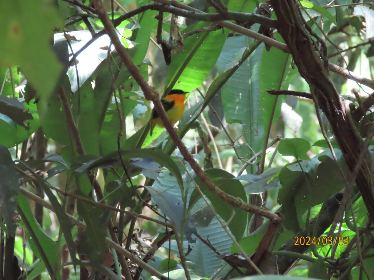 Orange-collared Manakin - ML622915421