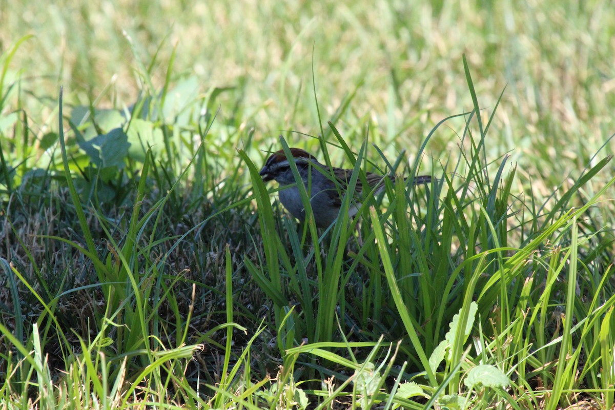 Chipping Sparrow - Anonymous