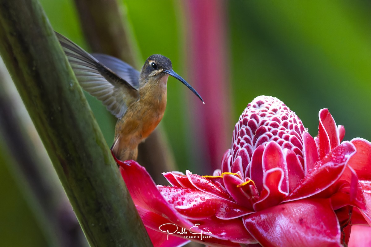 Great-billed Hermit - ML622915443