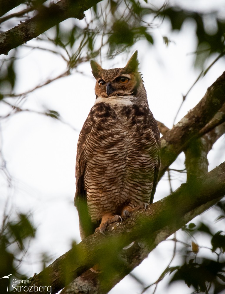 Great Horned Owl - George Strozberg