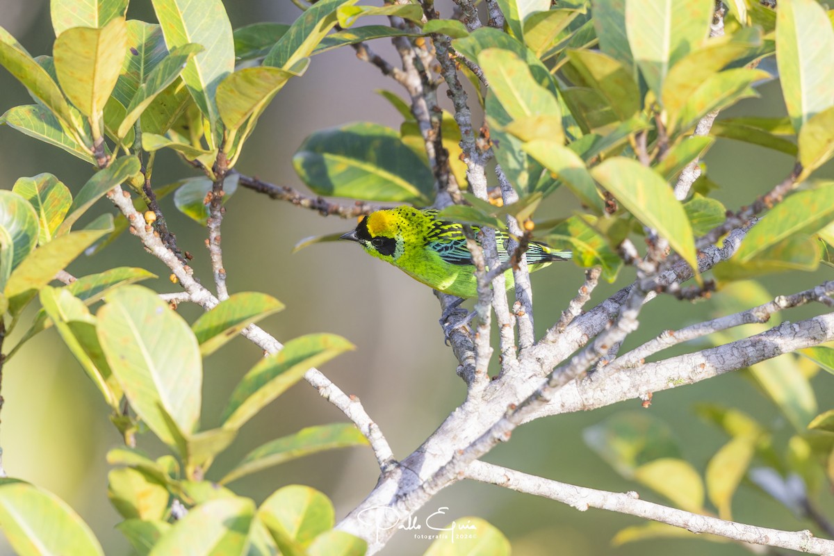 Green-and-gold Tanager - ML622915504