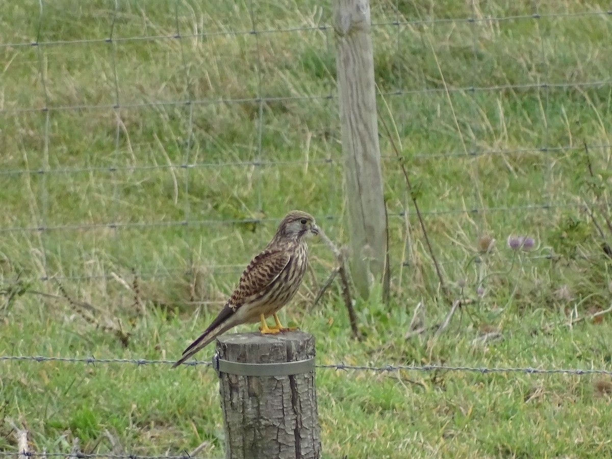 Eurasian Kestrel - ML622915512