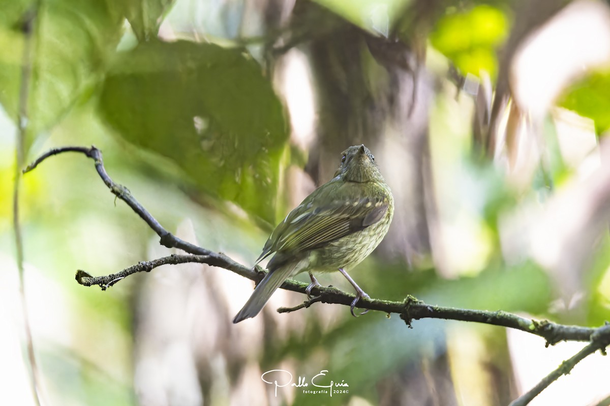 Olive-striped Flycatcher - ML622915525