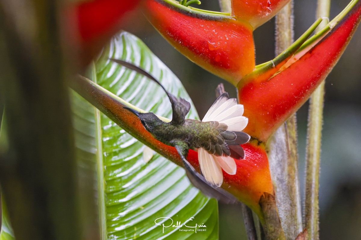 Pale-tailed Barbthroat - ML622915551