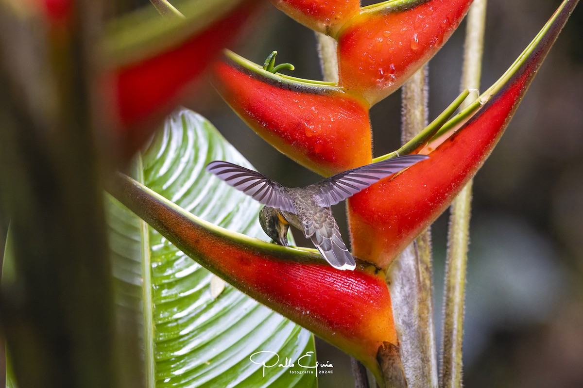 Pale-tailed Barbthroat - Pablo Eguia