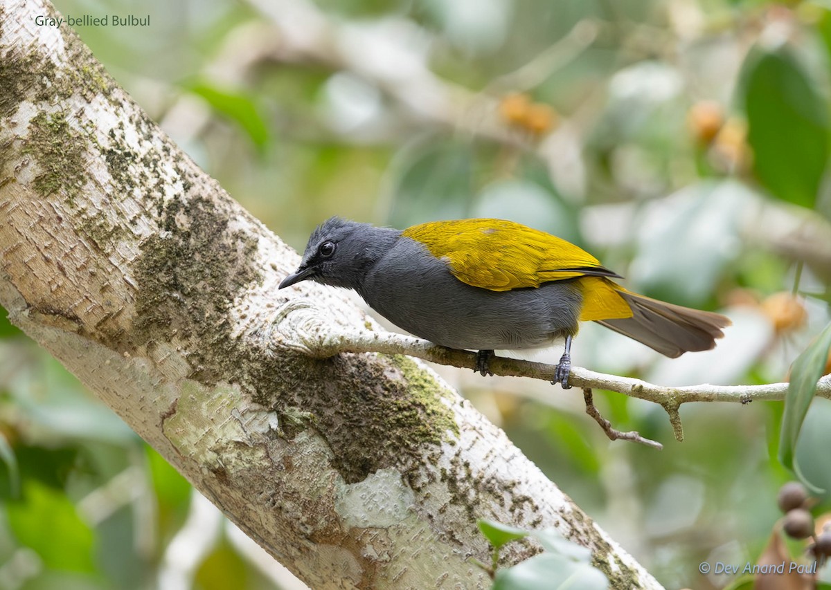 Gray-bellied Bulbul - ML622915588