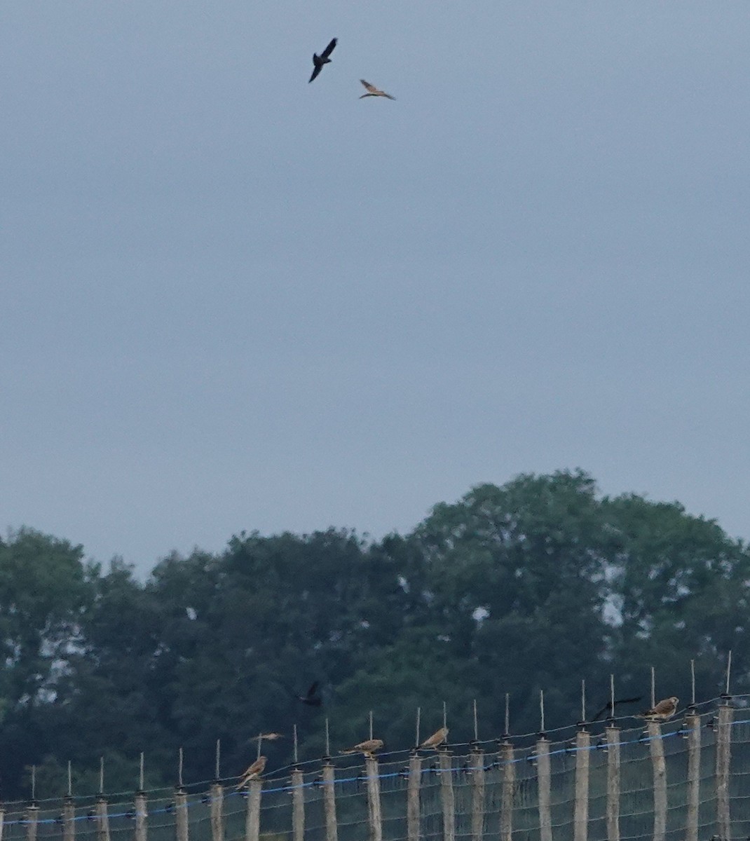 Carrion Crow - ML622915596