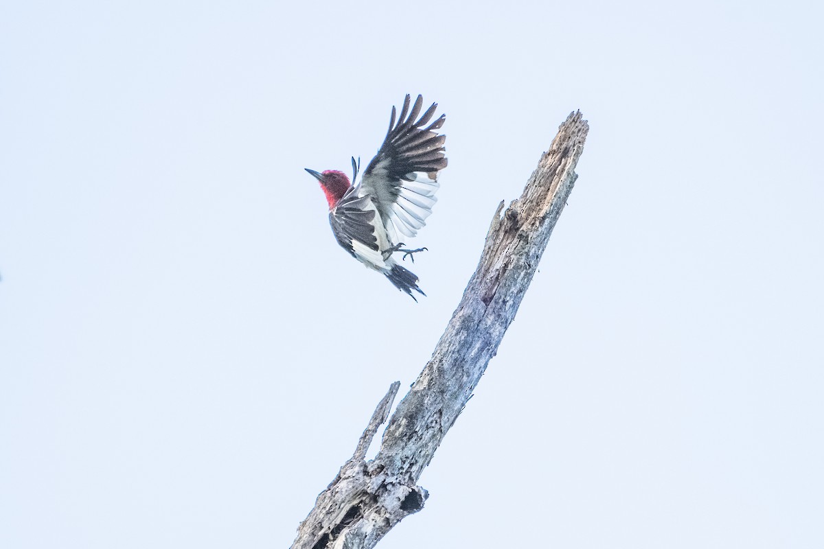 Red-headed Woodpecker - ML622915615