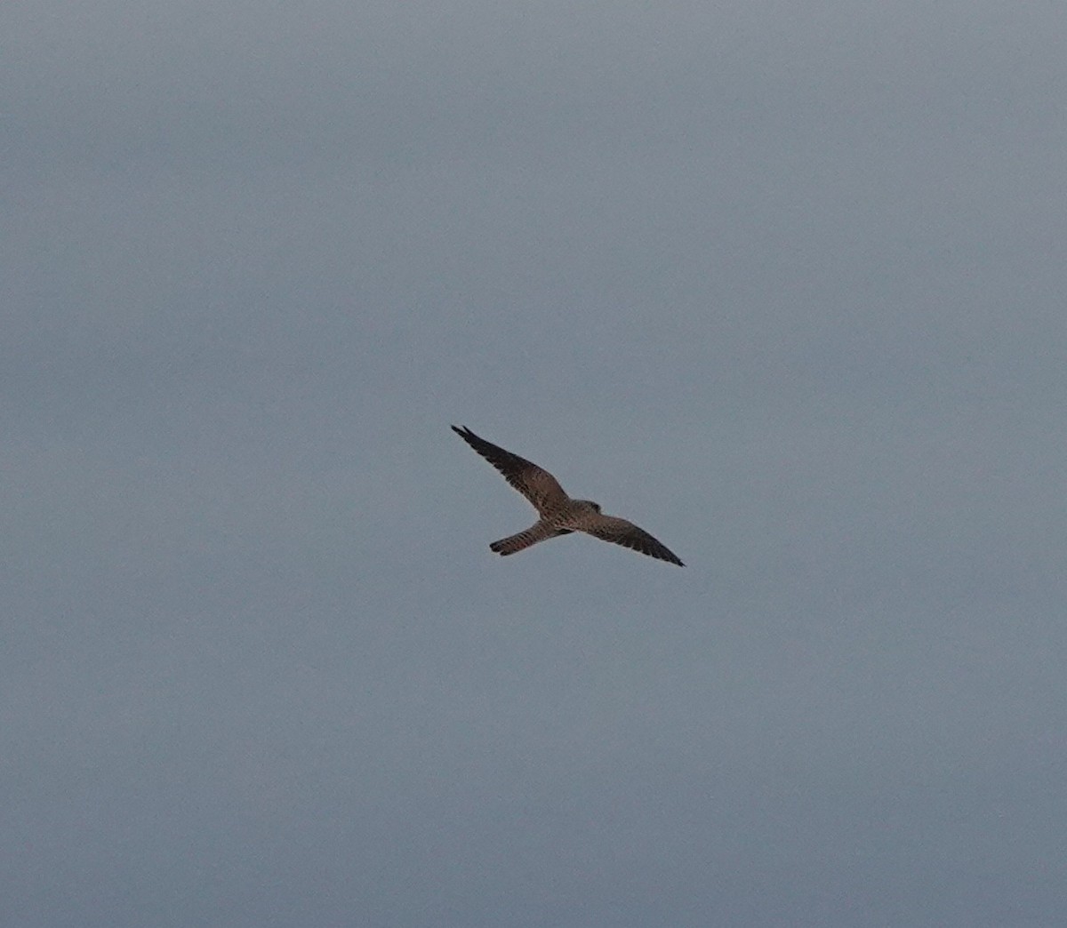 Carrion Crow - ML622915665