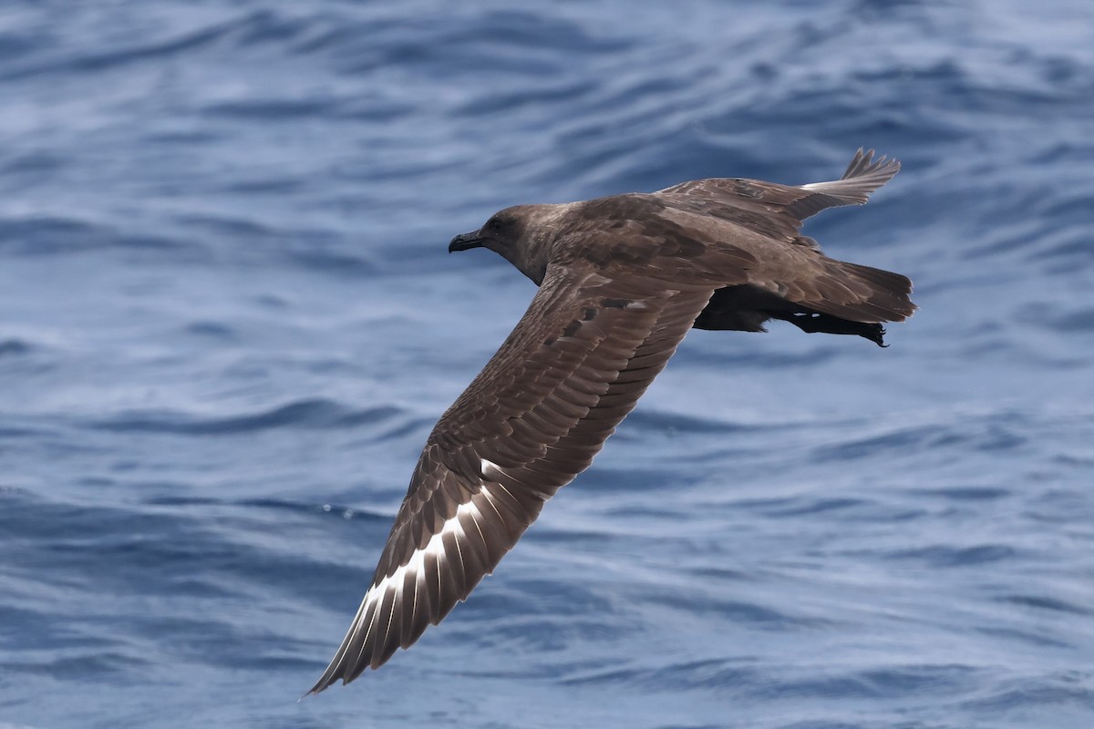 South Polar Skua - ML622915720