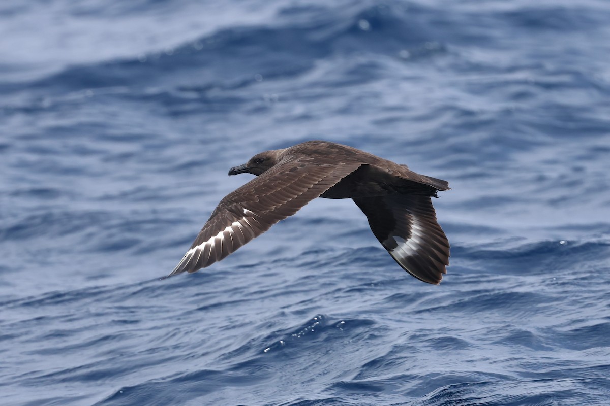 South Polar Skua - ML622915721