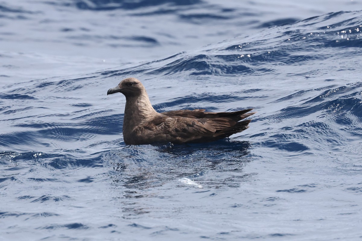 South Polar Skua - ML622915722