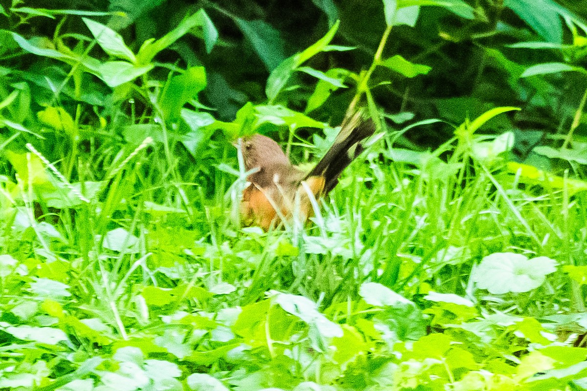 Eastern Towhee - ML622915743