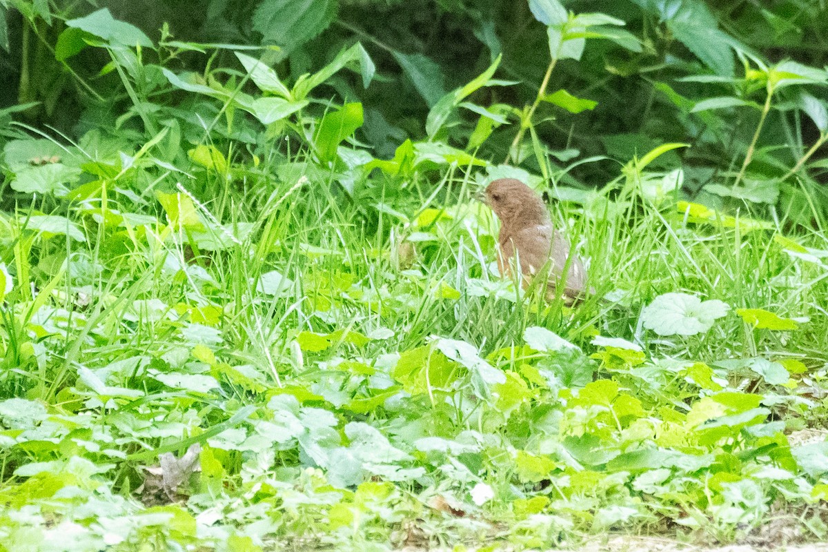 Eastern Towhee - ML622915744