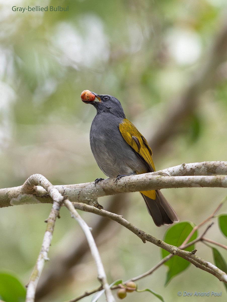 Gray-bellied Bulbul - ML622915749