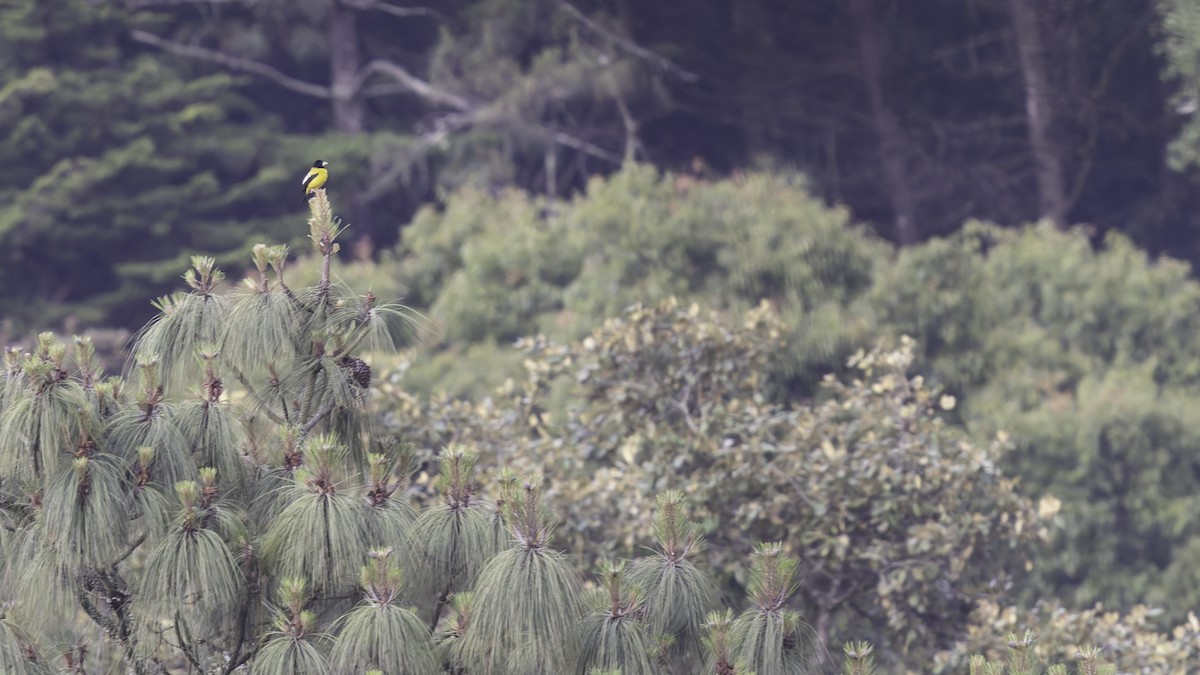 Hooded Grosbeak - ML622915779