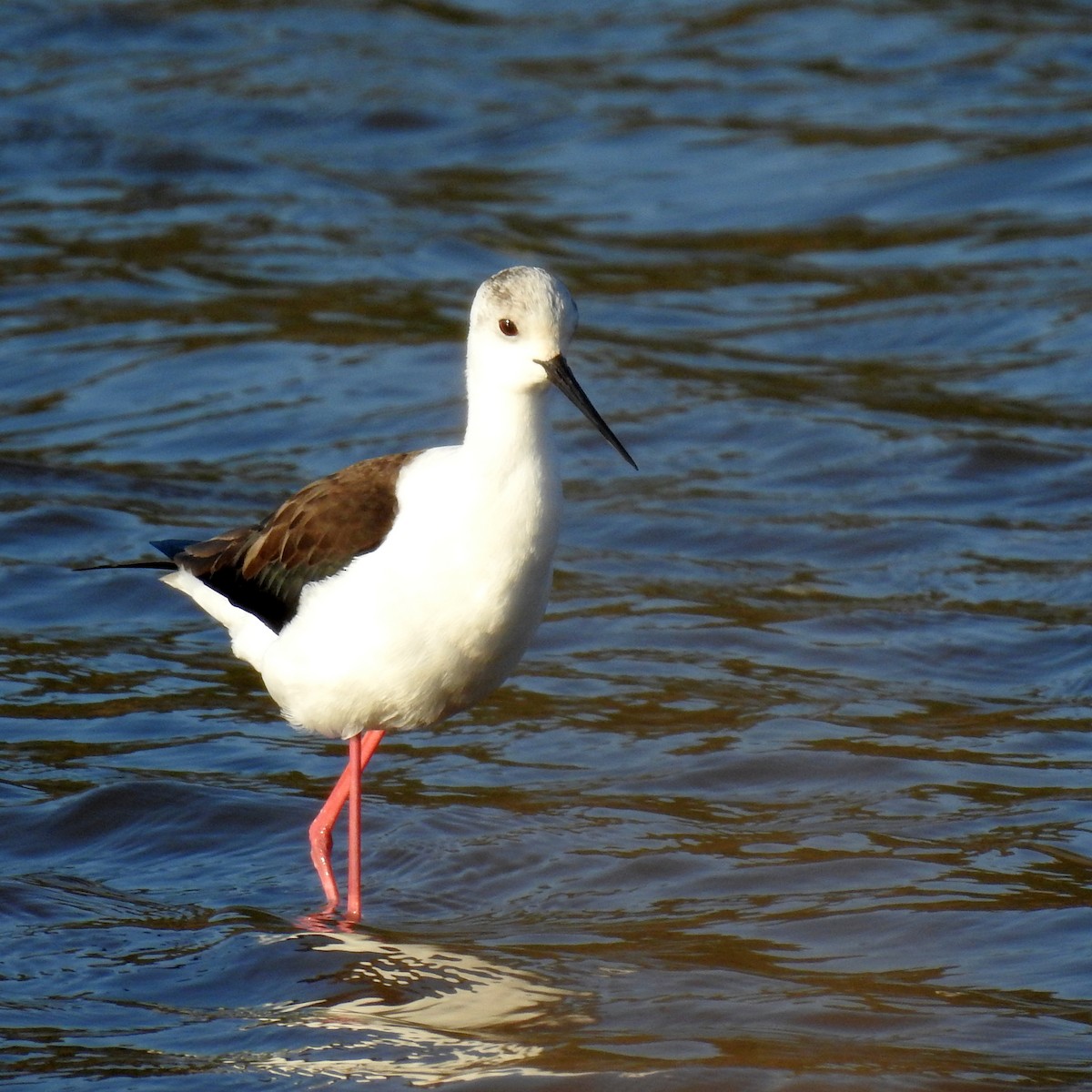 Black-winged Stilt - ML622915794