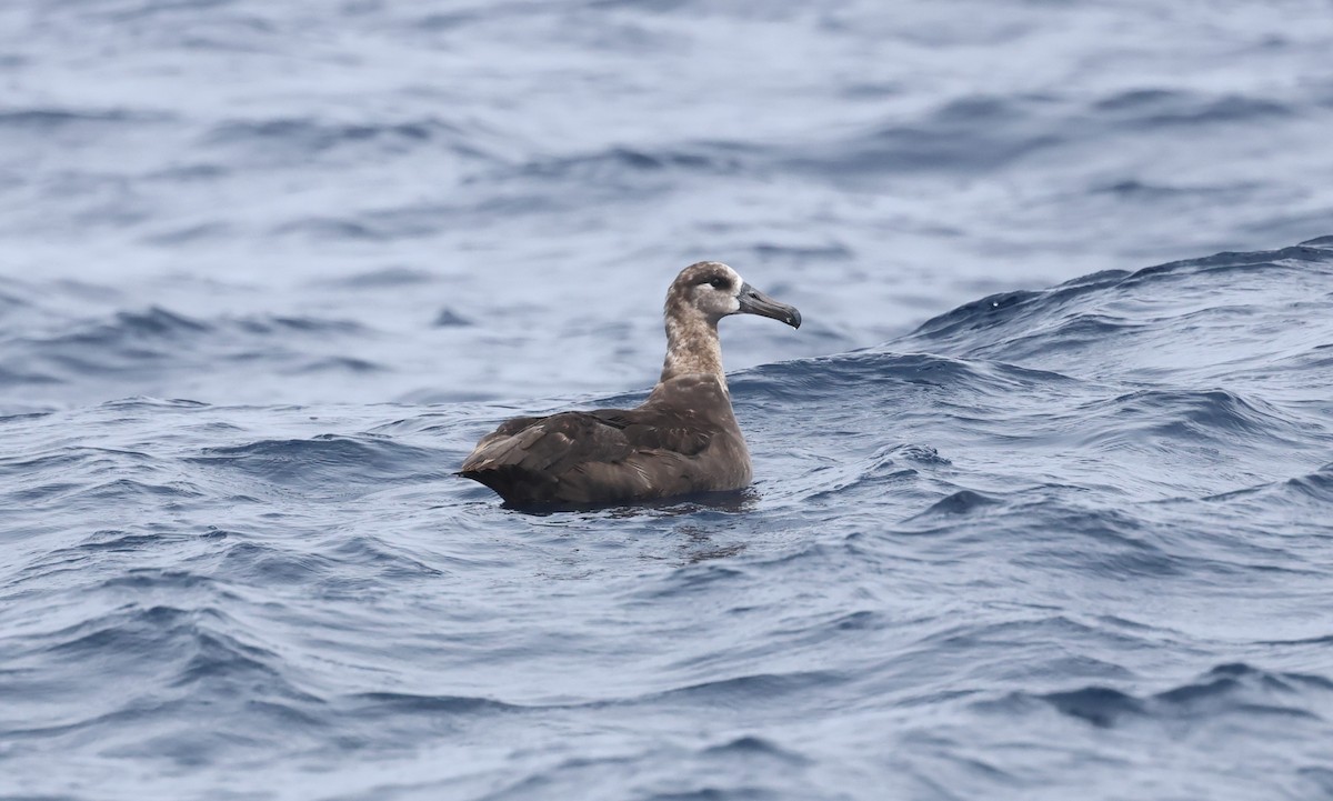 Black-footed Albatross - ML622915795