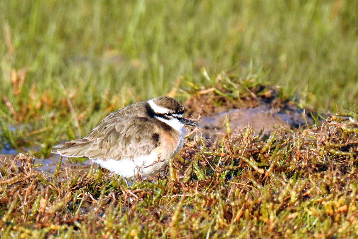 Kittlitz's Plover - ML622915805