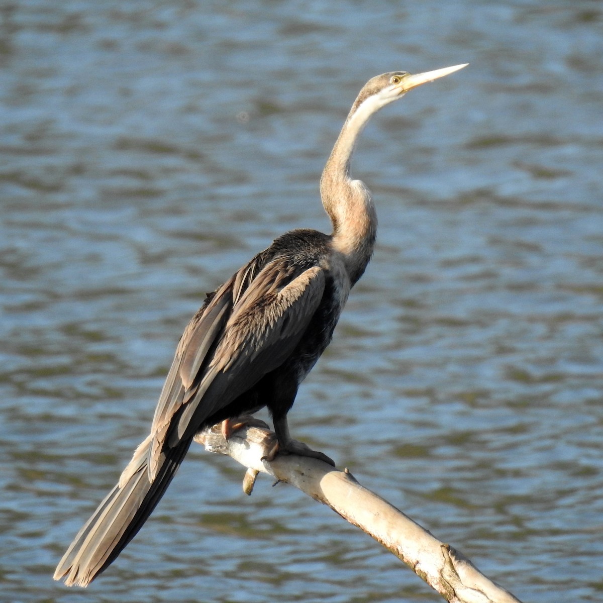 African Darter - ML622915847