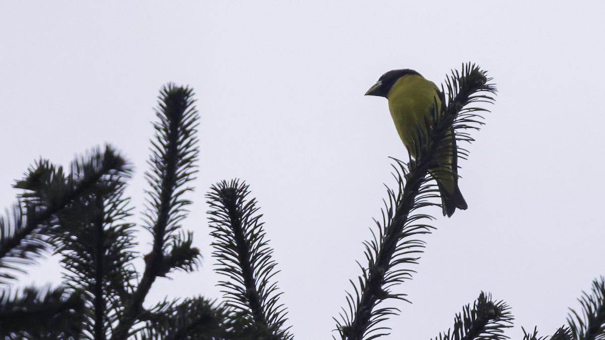 Hooded Grosbeak - ML622915849