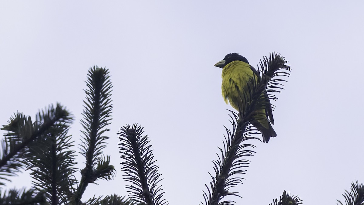 Hooded Grosbeak - ML622915850