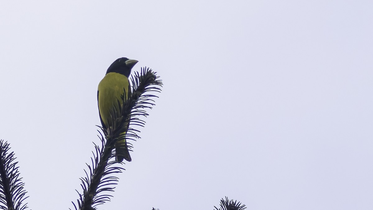 Hooded Grosbeak - ML622915851