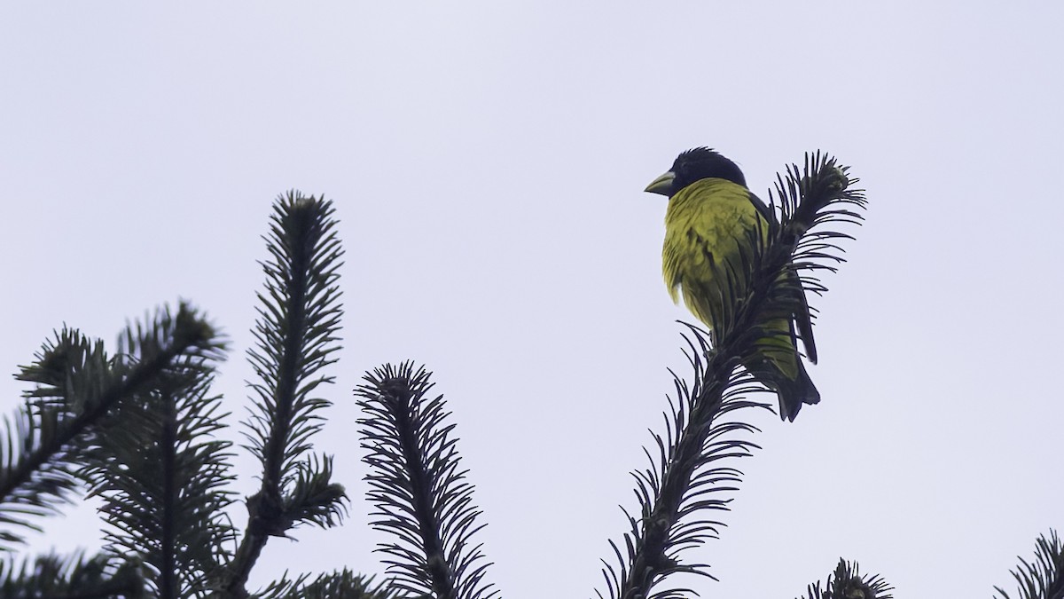 Hooded Grosbeak - ML622915852