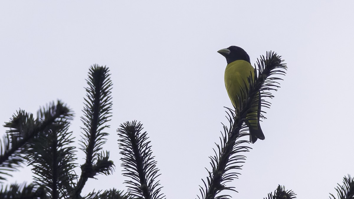 Hooded Grosbeak - ML622915853