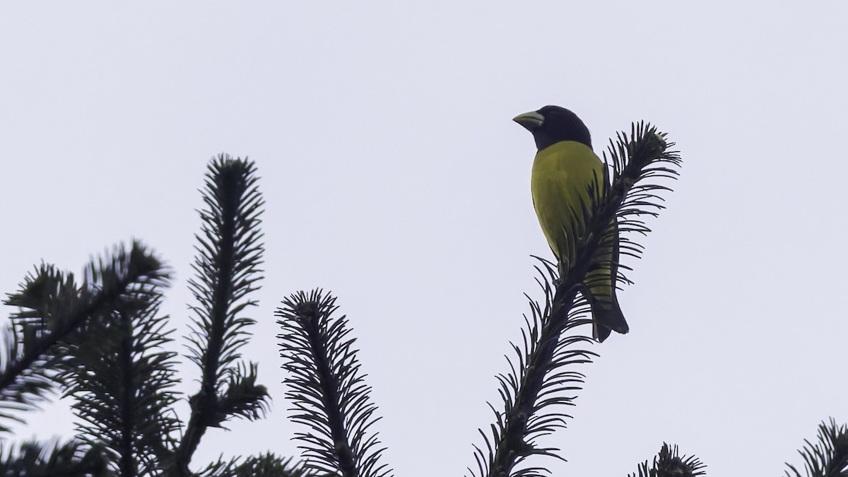 Hooded Grosbeak - ML622915854