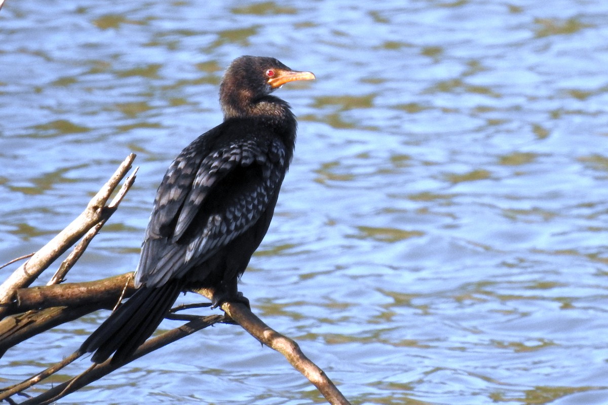 Long-tailed Cormorant - ML622915871