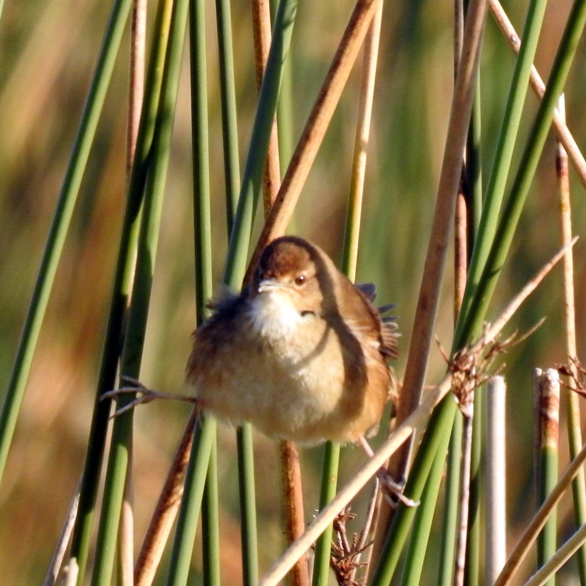 Little Rush Warbler - ML622915902