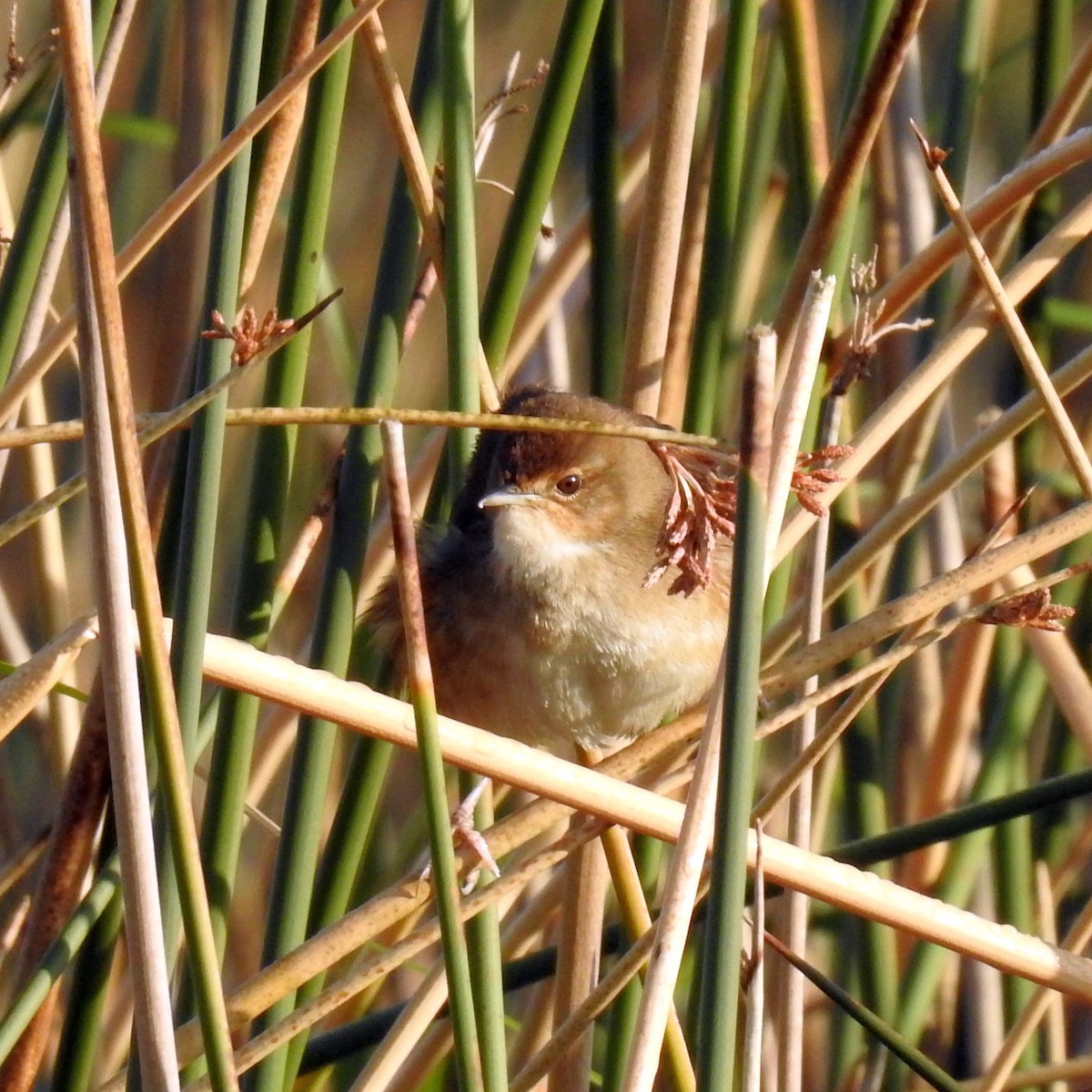 Little Rush Warbler - ML622915903