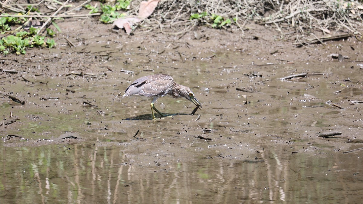 Black-crowned Night Heron - Chengheng Hu