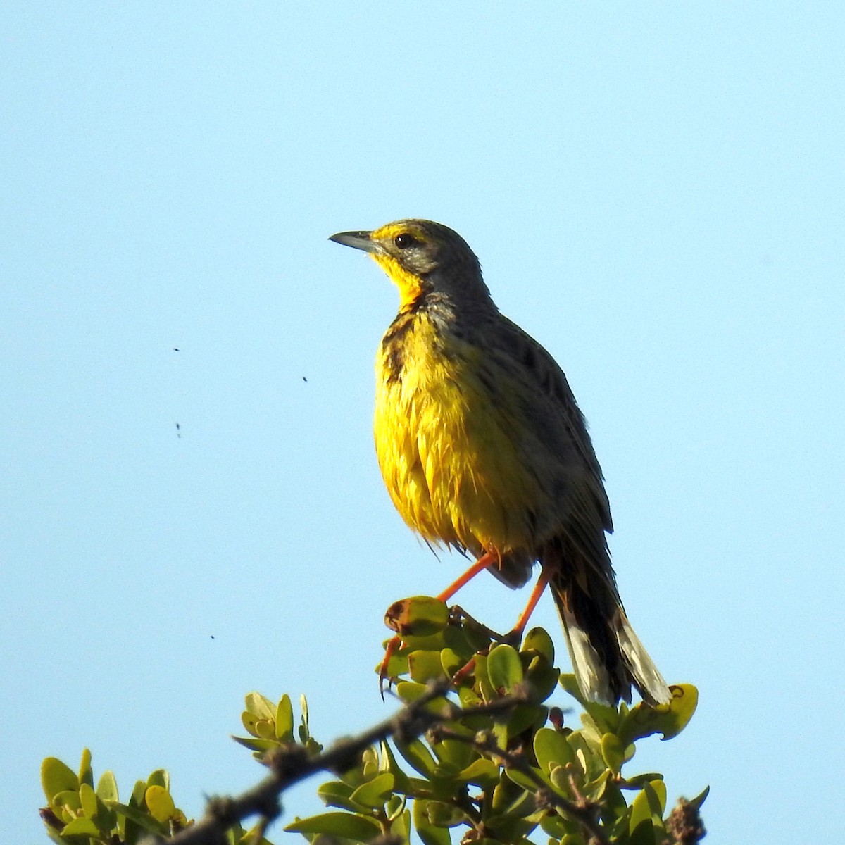 Yellow-throated Longclaw - ML622915927