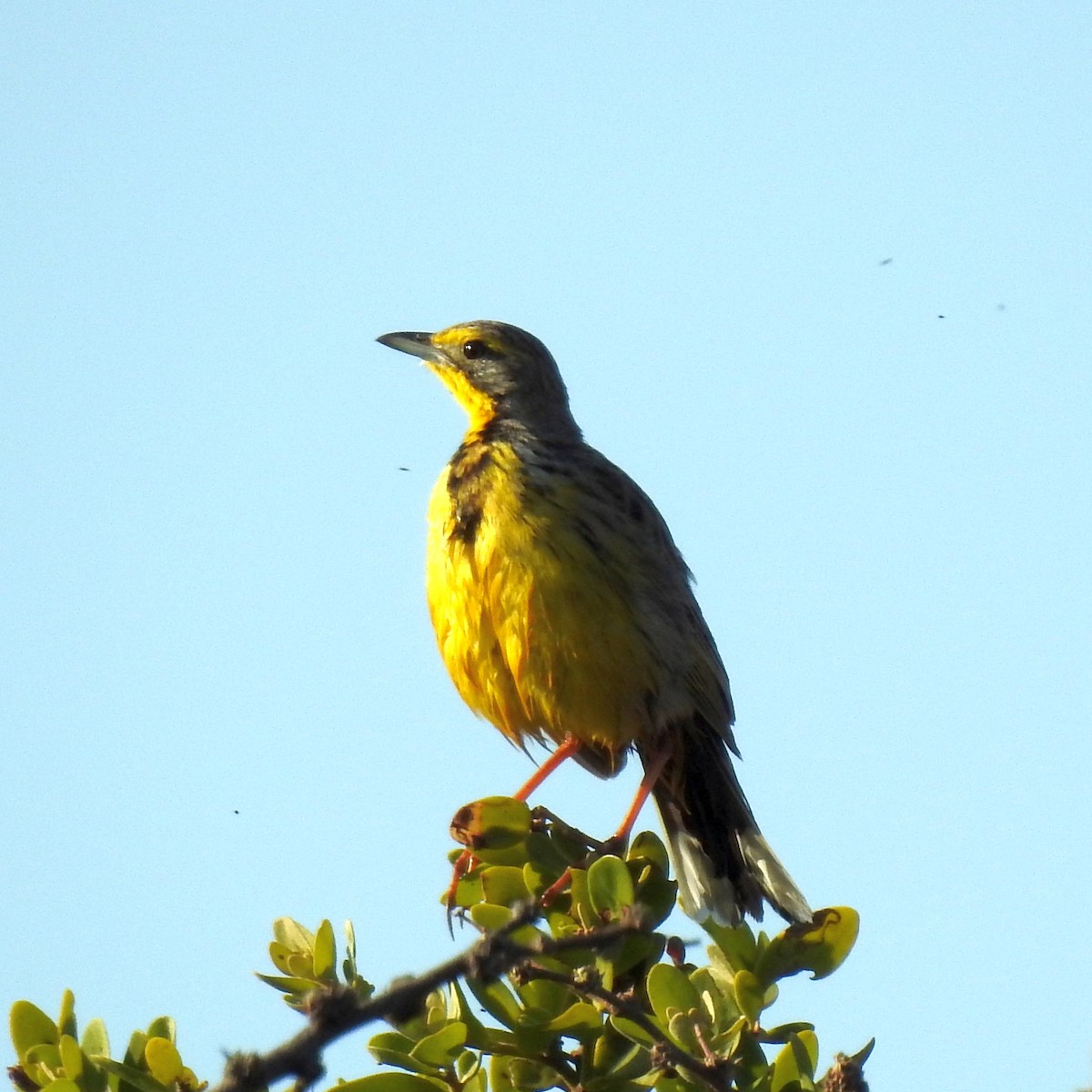 Yellow-throated Longclaw - ML622915928