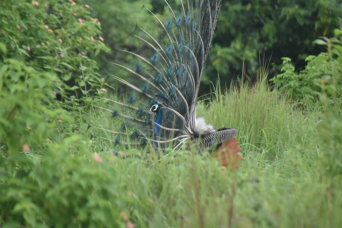 Indian Peafowl - Anish Sankaran