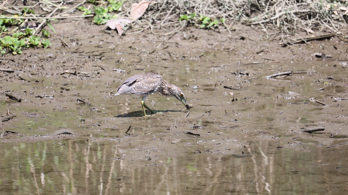 Black-crowned Night Heron - Chengheng Hu