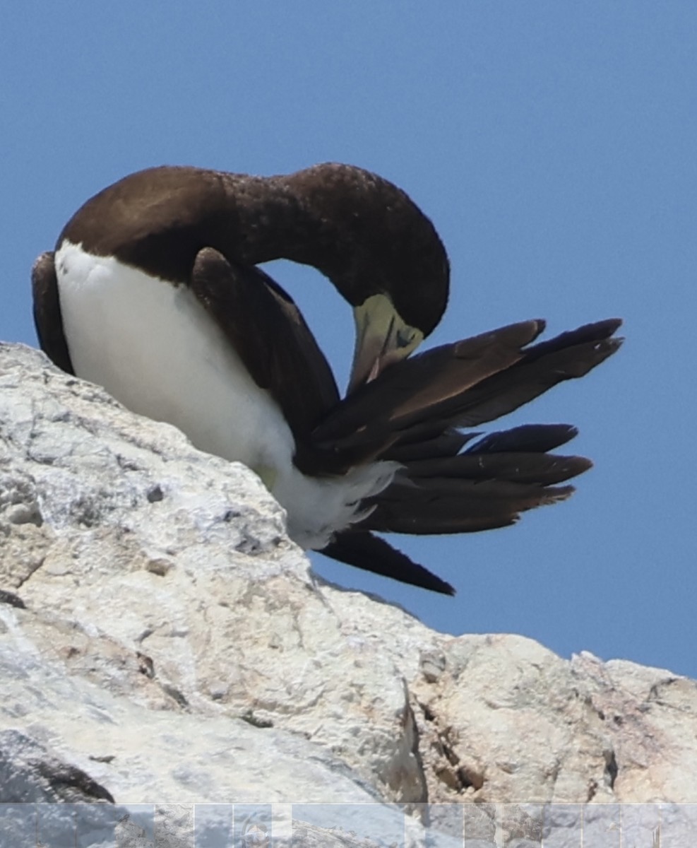 Brown Booby - Darcy Boivin