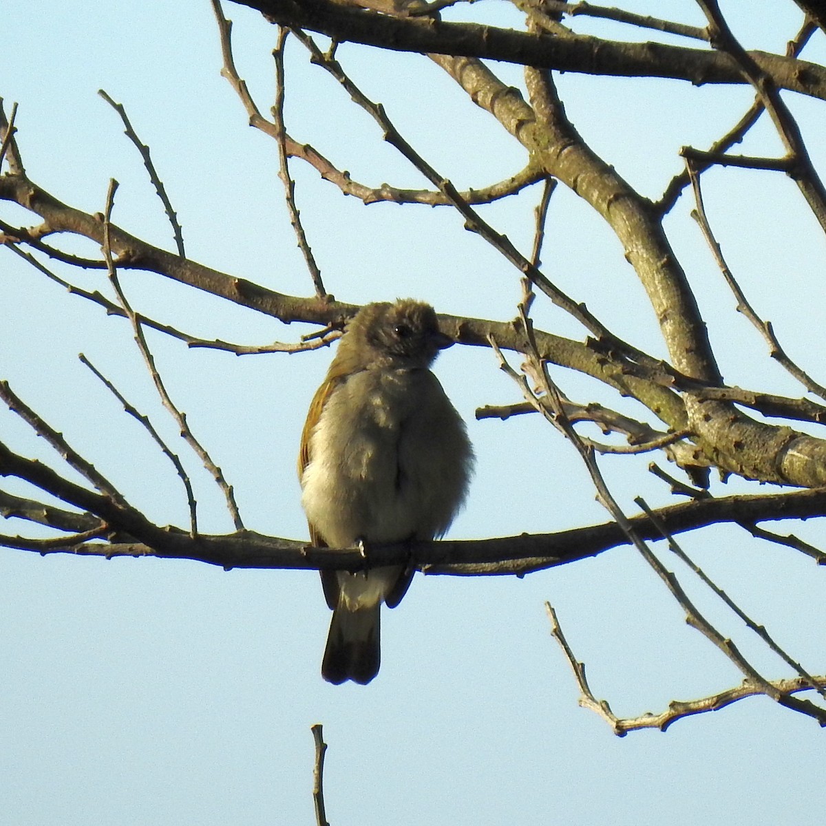 Lesser Honeyguide - ML622916047