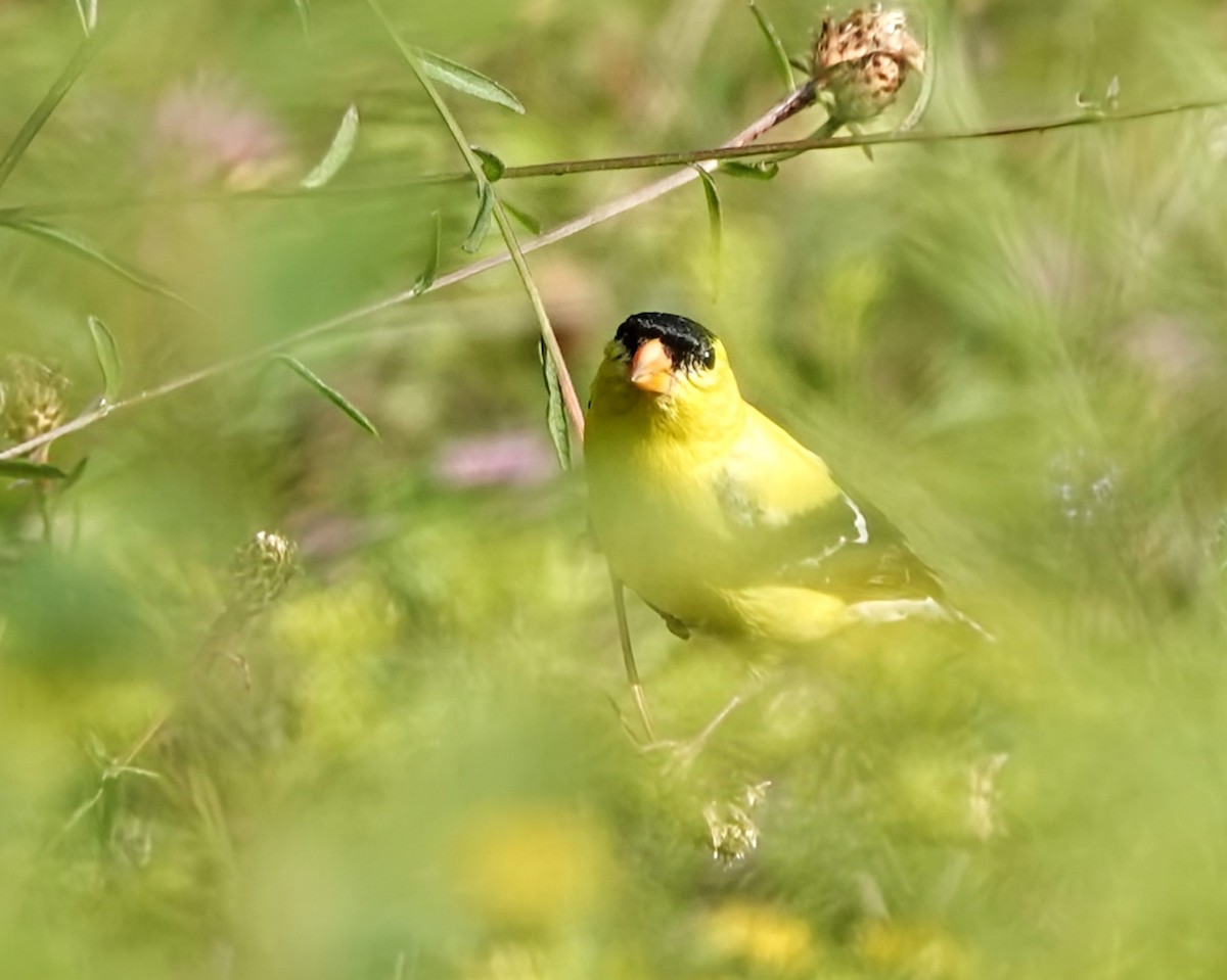 American Goldfinch - Celeste Echlin