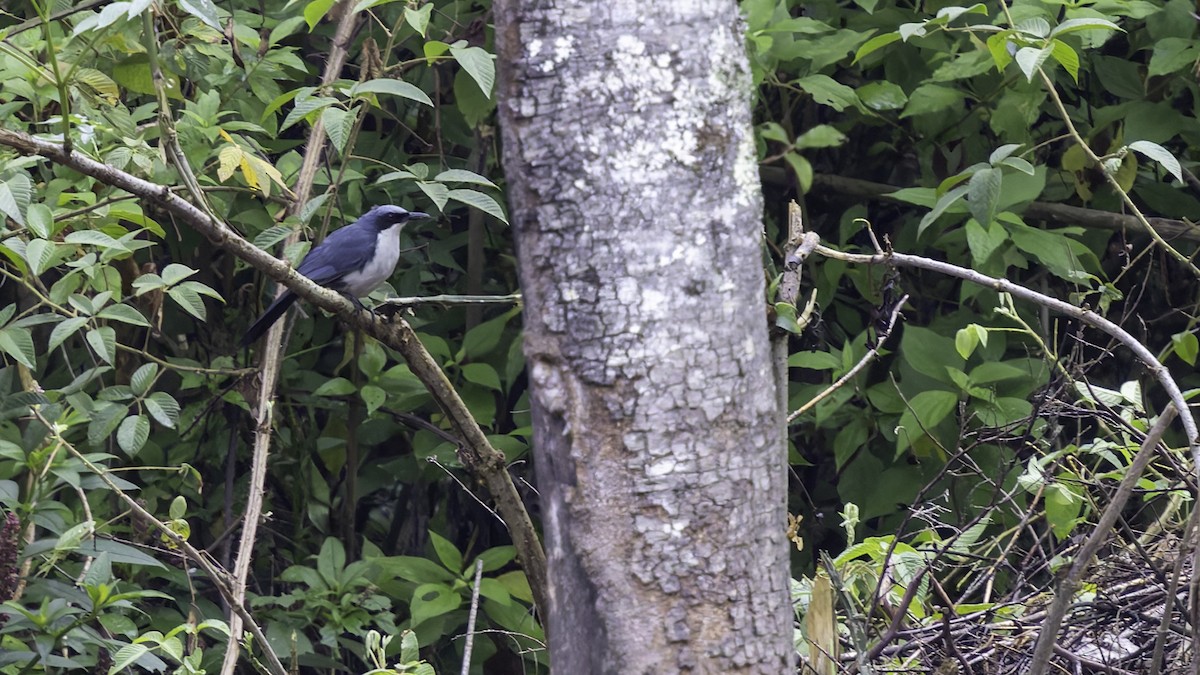 Blue-and-white Mockingbird - ML622916078