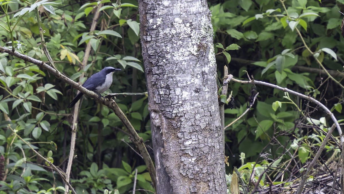 Blue-and-white Mockingbird - ML622916079