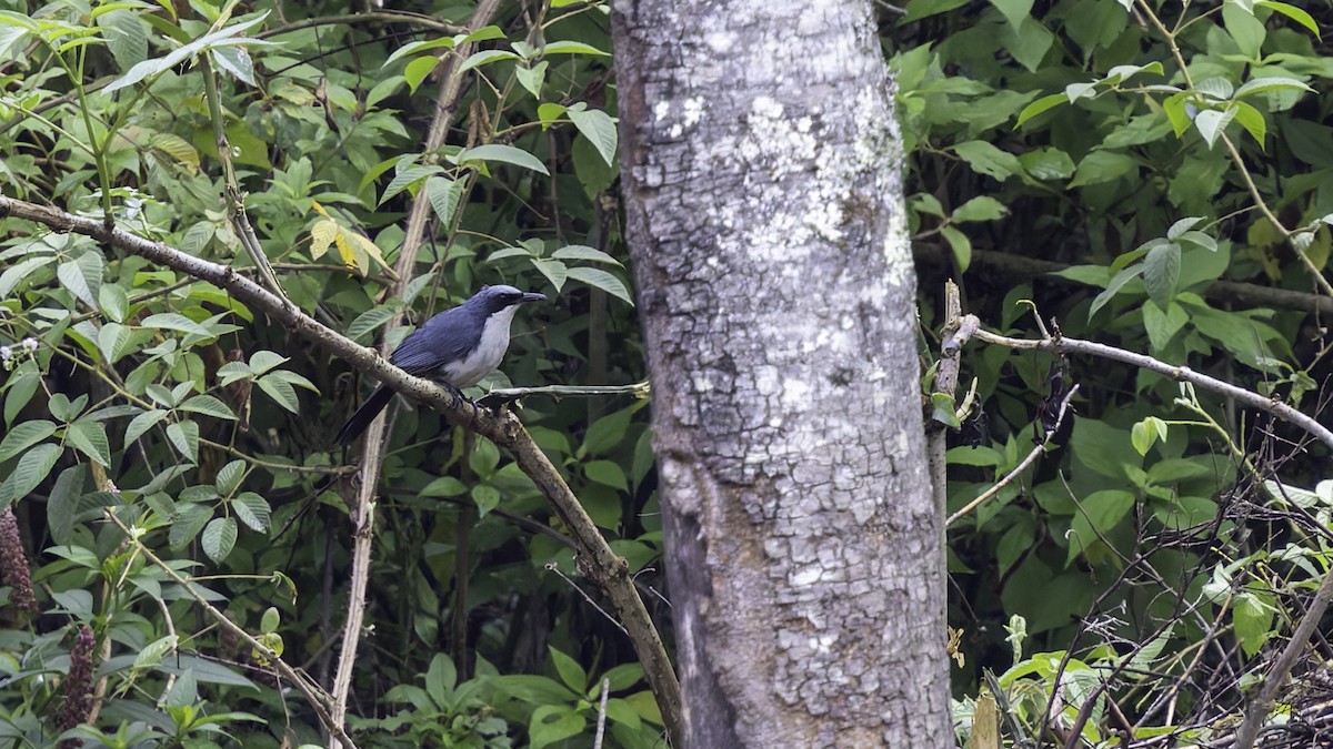 Blue-and-white Mockingbird - ML622916080