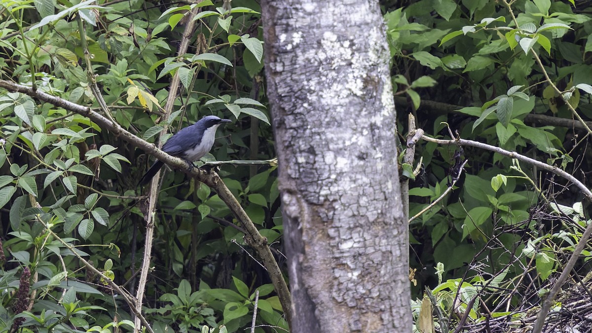 Blue-and-white Mockingbird - ML622916081