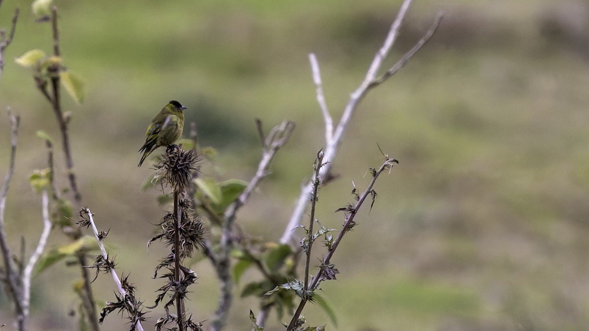 Black-capped Siskin - ML622916107