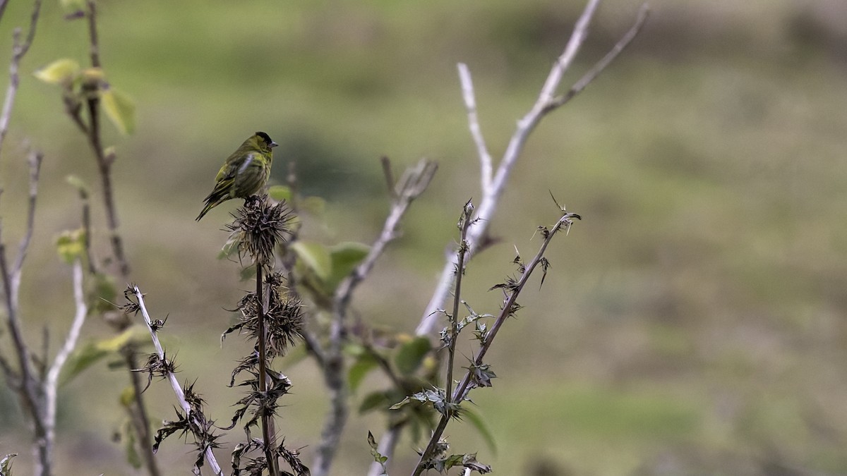 Black-capped Siskin - ML622916110